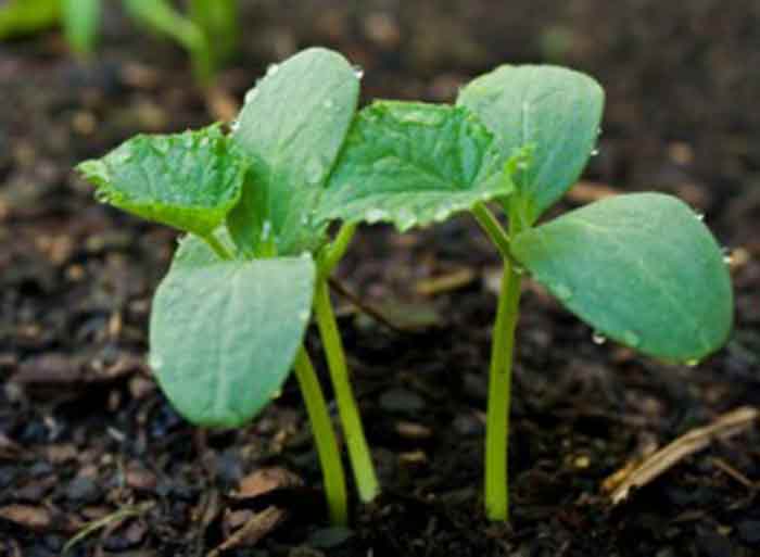 Если прорастут все семена в лунке, для дальнейшего выращивания на балконеследует убрать самые слабые