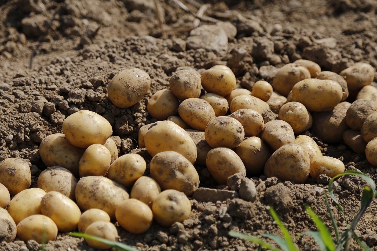 новый урожай картофеля вырос на славу