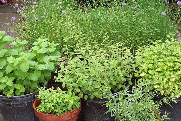 В квартире можно выращивать разнообразную зелень для приправ