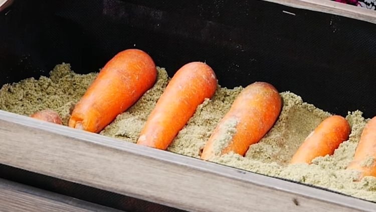 как хранить морковь