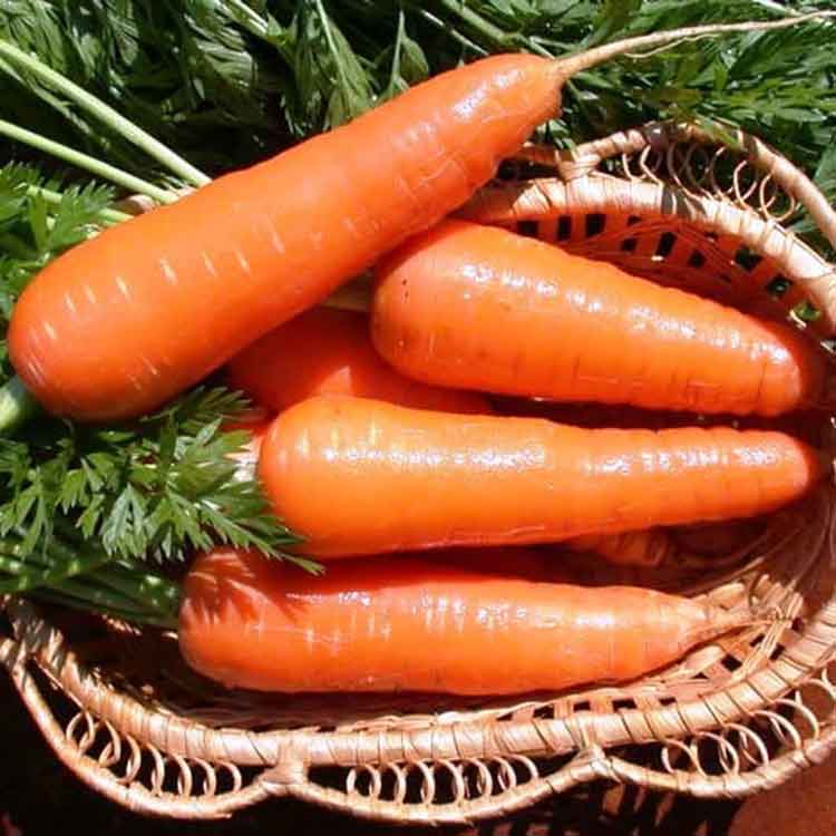 хранение моркови сорт московская зимняя