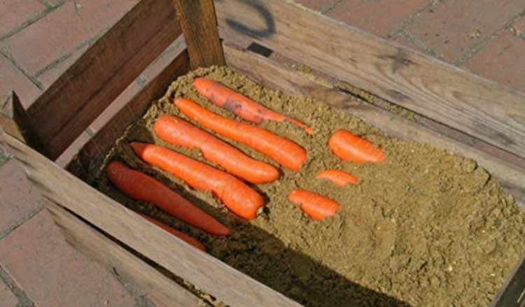 хранение моркови на зиму в песке